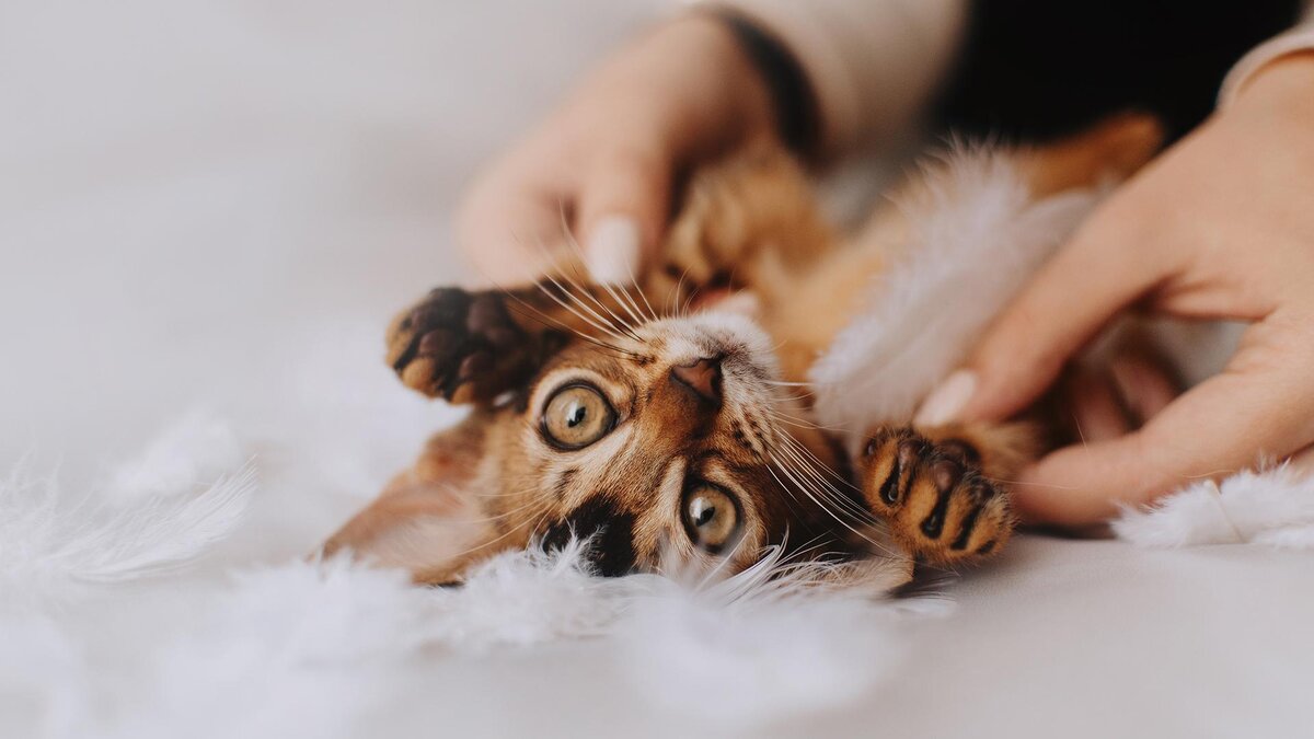 Ksenia Raykova / Shutterstock / FOTODOM📷Чаузи