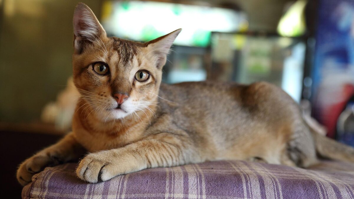 Wirestock Creators / Shutterstock / FOTODOM📷Чаузи