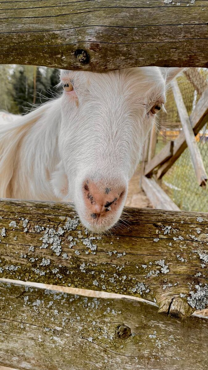 Козы на территории лагеря. Фото: Анна Фетисова
https://t.me/feaaphoto