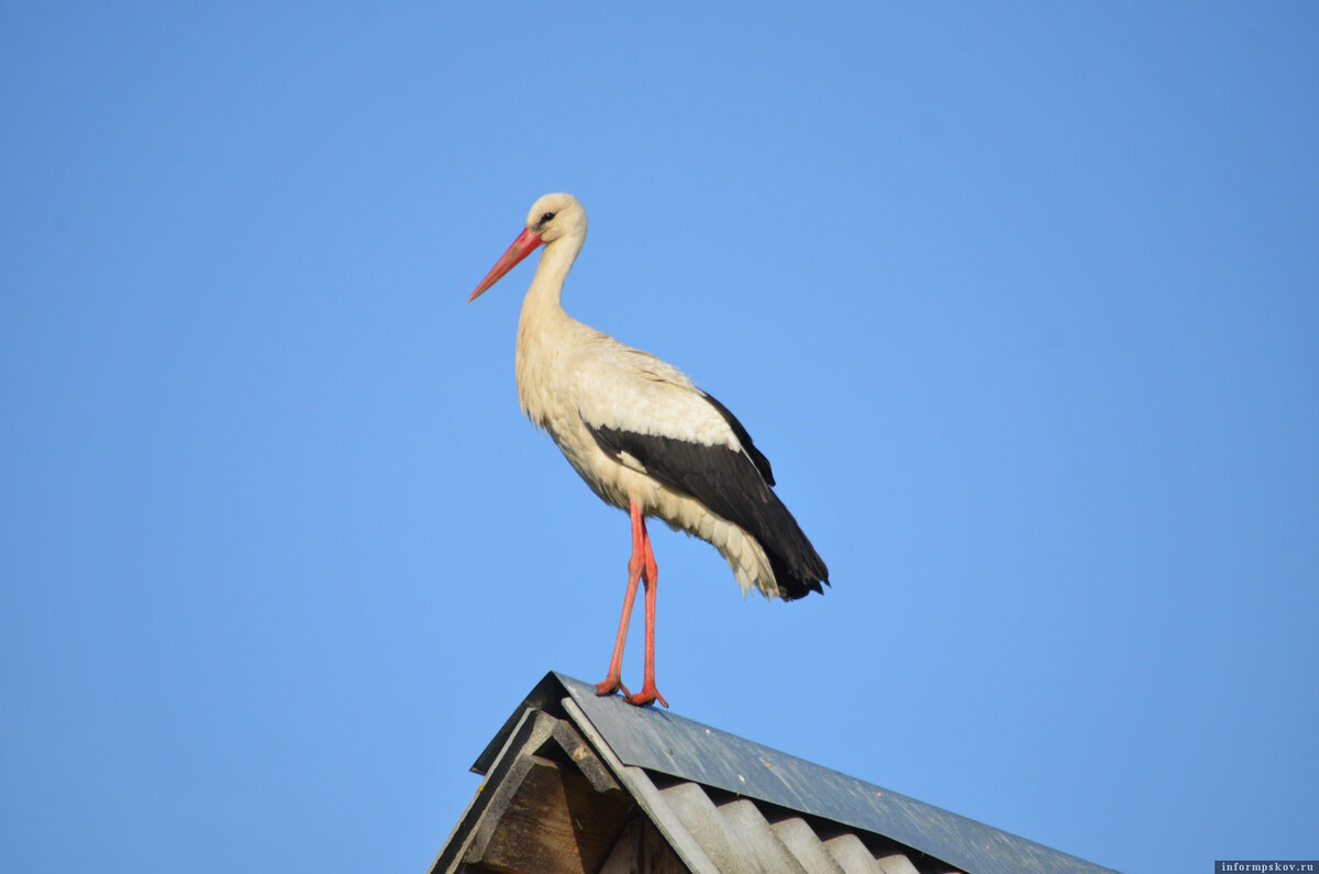 Фото из группы "Дом белого аиста"