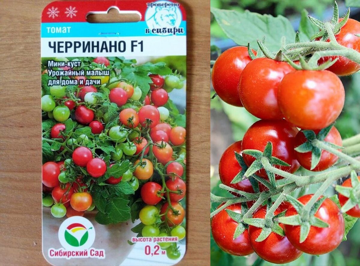 Куст в реальности выходит не таким компактным, вытягивается выше заявленного, но количество томатов радует