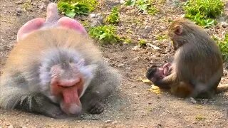 Старый Дед Горячее Сердце! Абьюзер тоже хочет любви и ласки, не меньше малыша! Гамадрилий ДОМ2