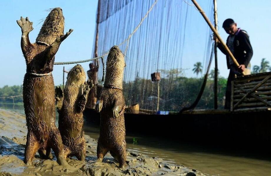 Ручные выдры-рыболовы