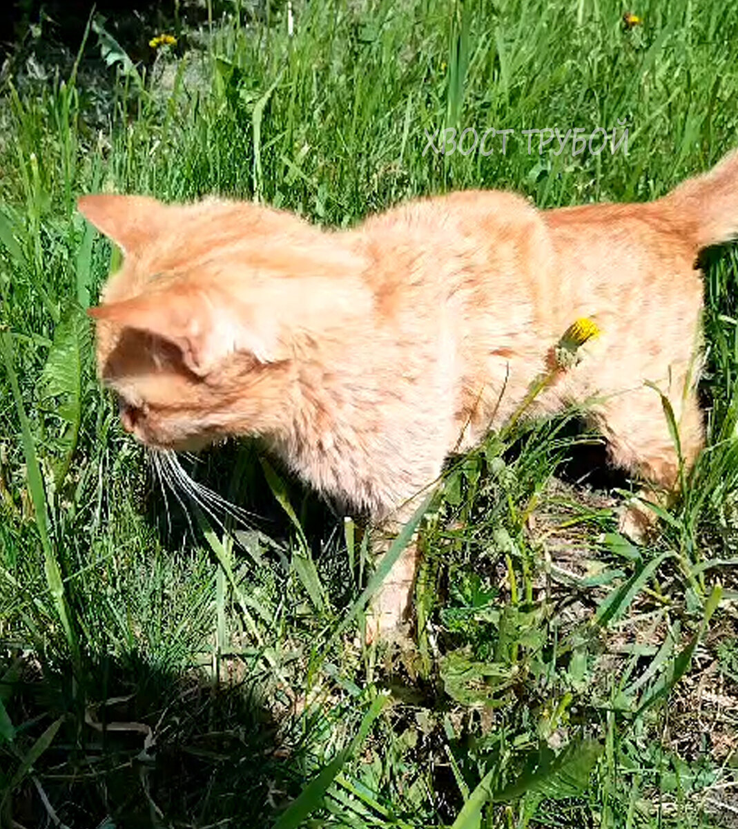 Котёнок со странно изогнутой спиной неуверенной походкой пришатался к дому.  | Хвост Трубой | Дзен