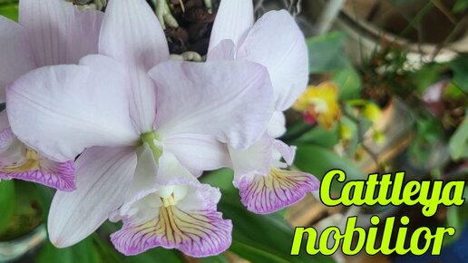 Cattleya nobilior сезонное цветение.