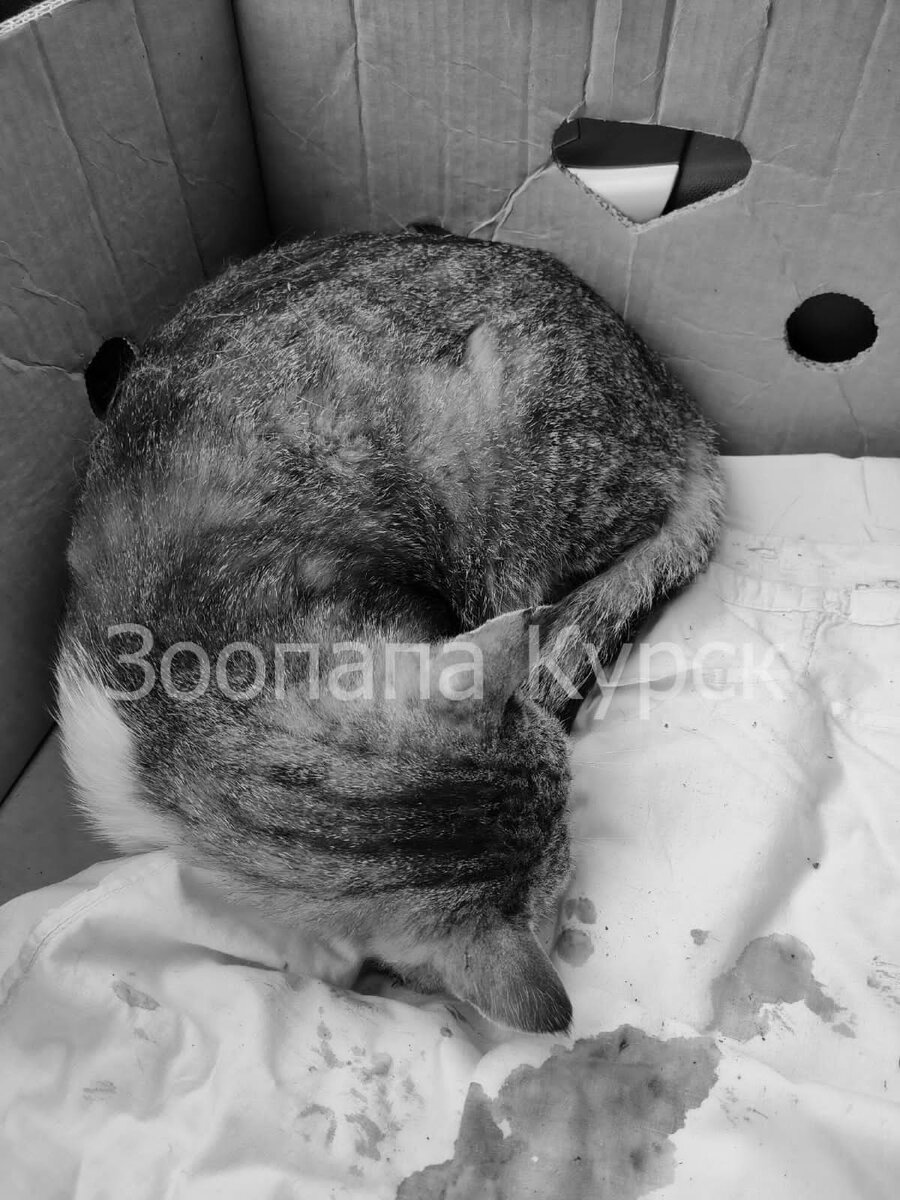 Едем в "Леопольд"