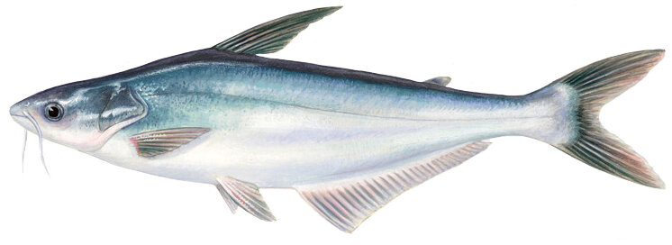 Pangasius sanitwongsei