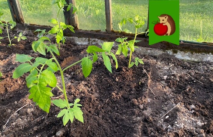 Любимый состав для полива рассады томатов после пересадки в теплицу: растения лучше приживаются, быстрее начинают активно расти