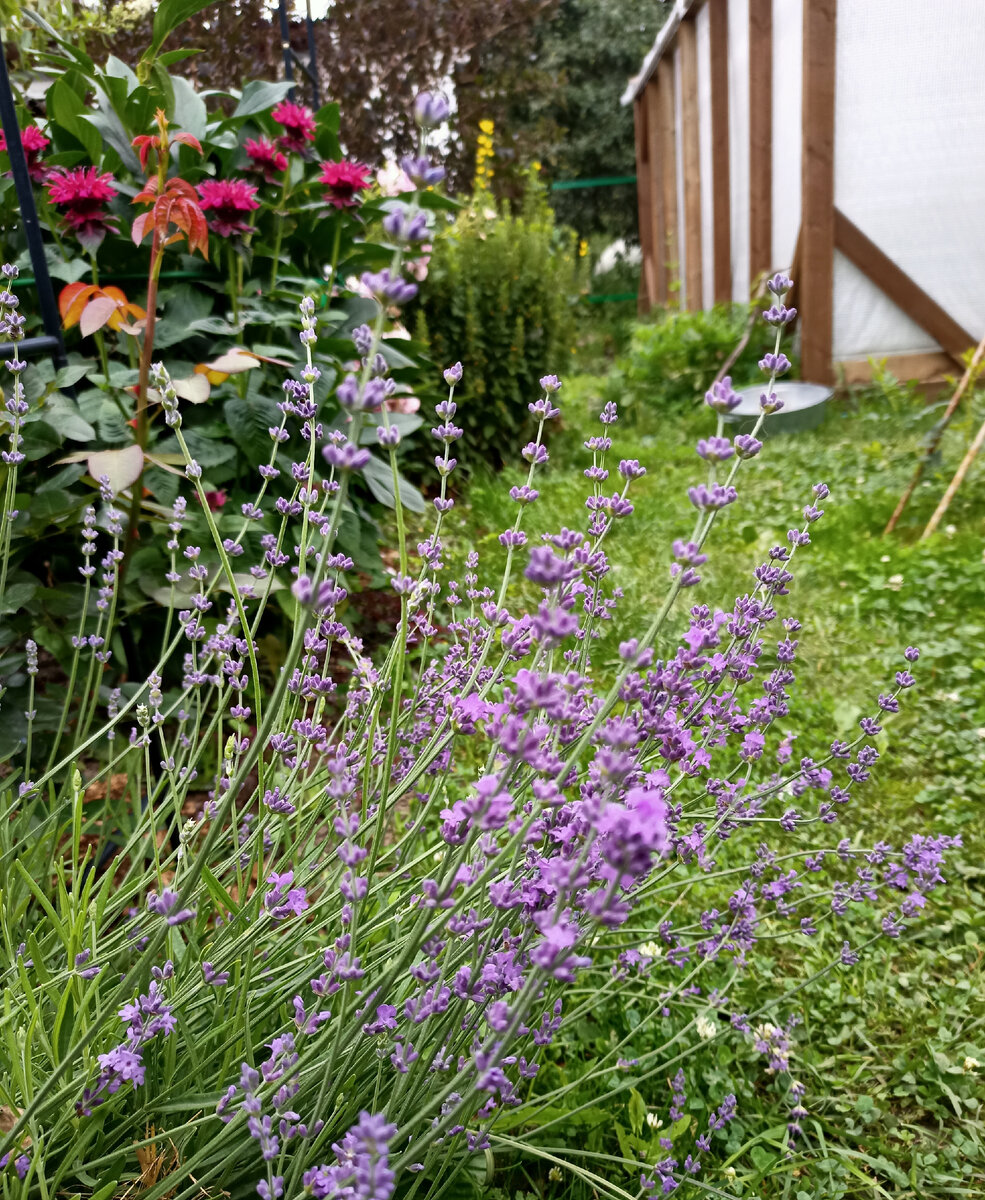 Мой самый старый кустик лаванды, лето 2023.
