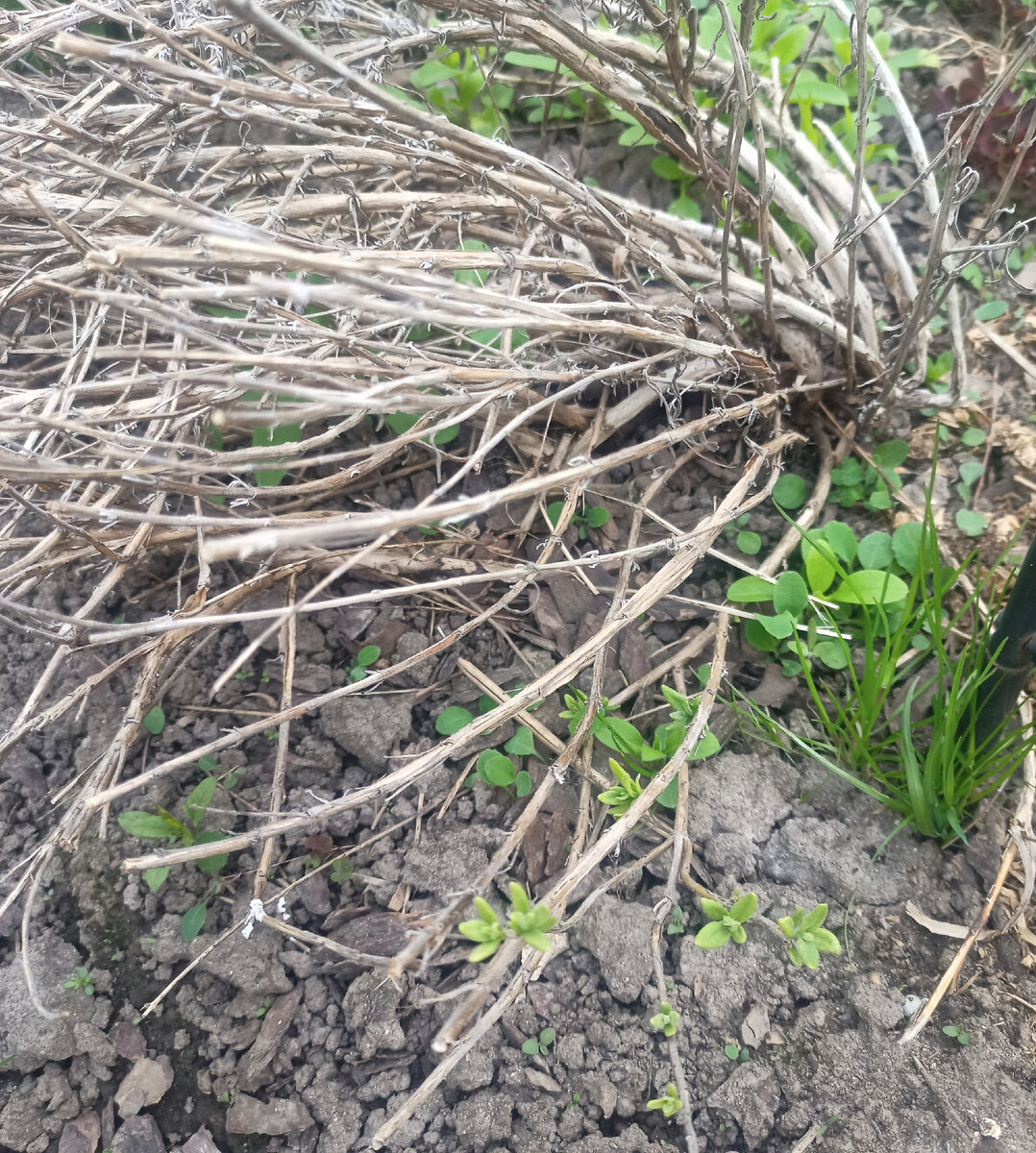 Вот так выглядит сейчас старый куст.