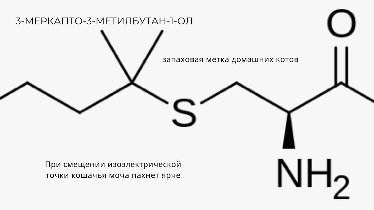 как избавиться от запаха кошачьей мочи