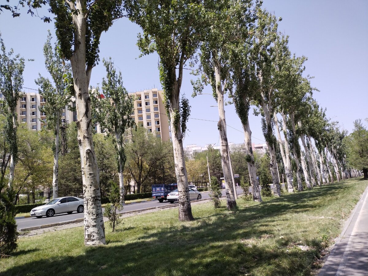 Пирамидальные тополя на улицах Бишкека. Фото автора канала "Босиком по обочине"