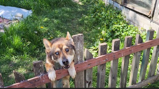 Влог/ Как у нас дела на огороде и не только🌱