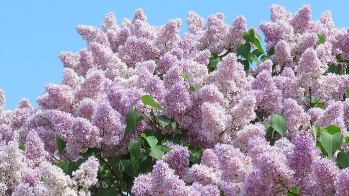 Пышное цветение сирени венгерской