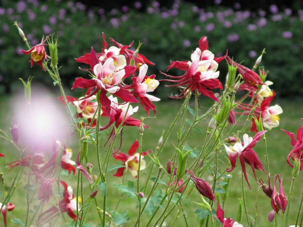 Аквилегия МакКана, ГК "Гавриш"