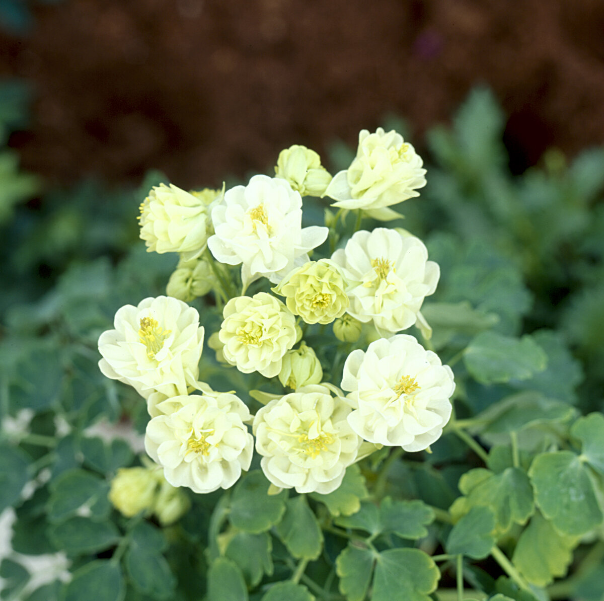 Аквилегия Винки махровая белая, ГК "Гавриш"