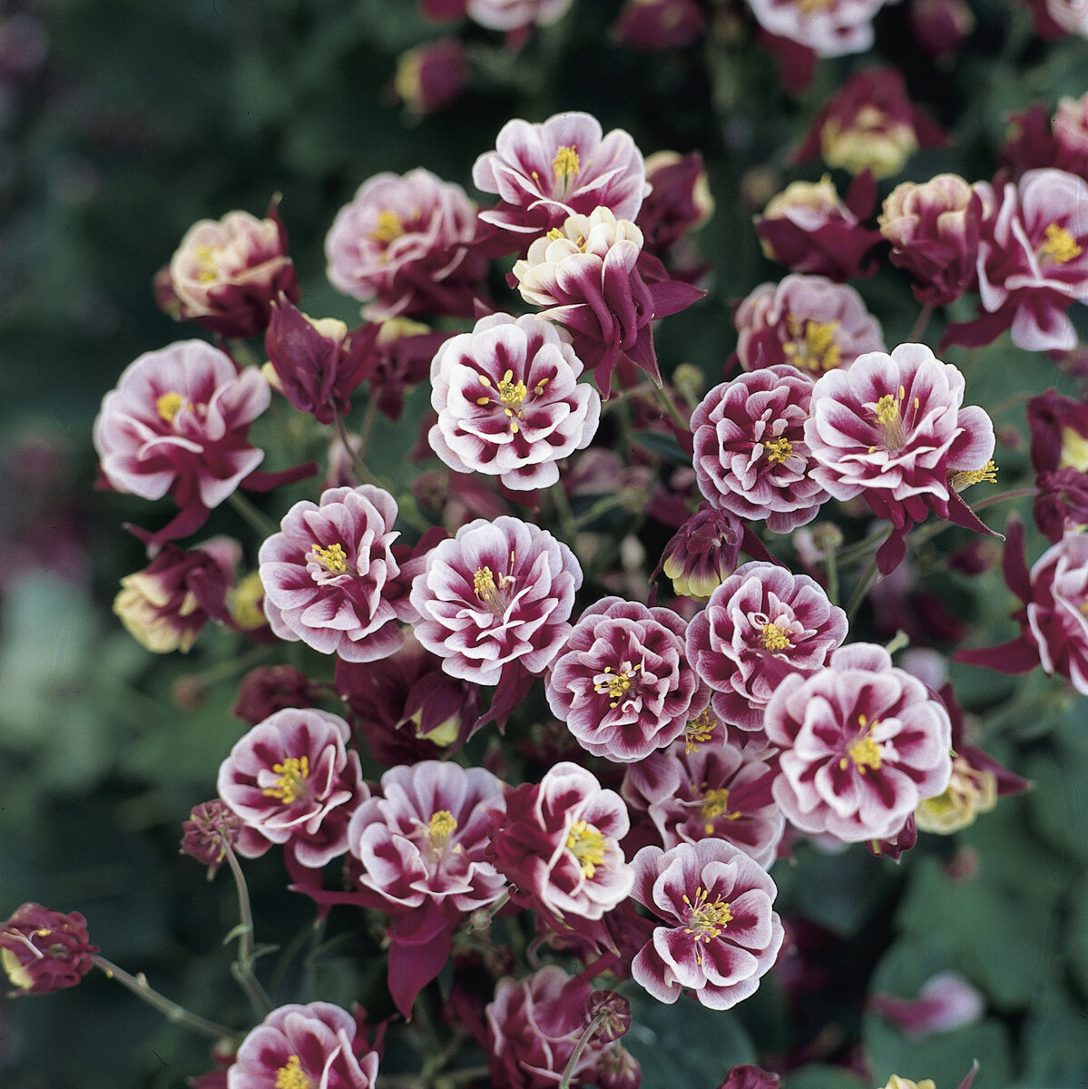 Аквилегия Винки красная с белым, ГК "Гавриш"