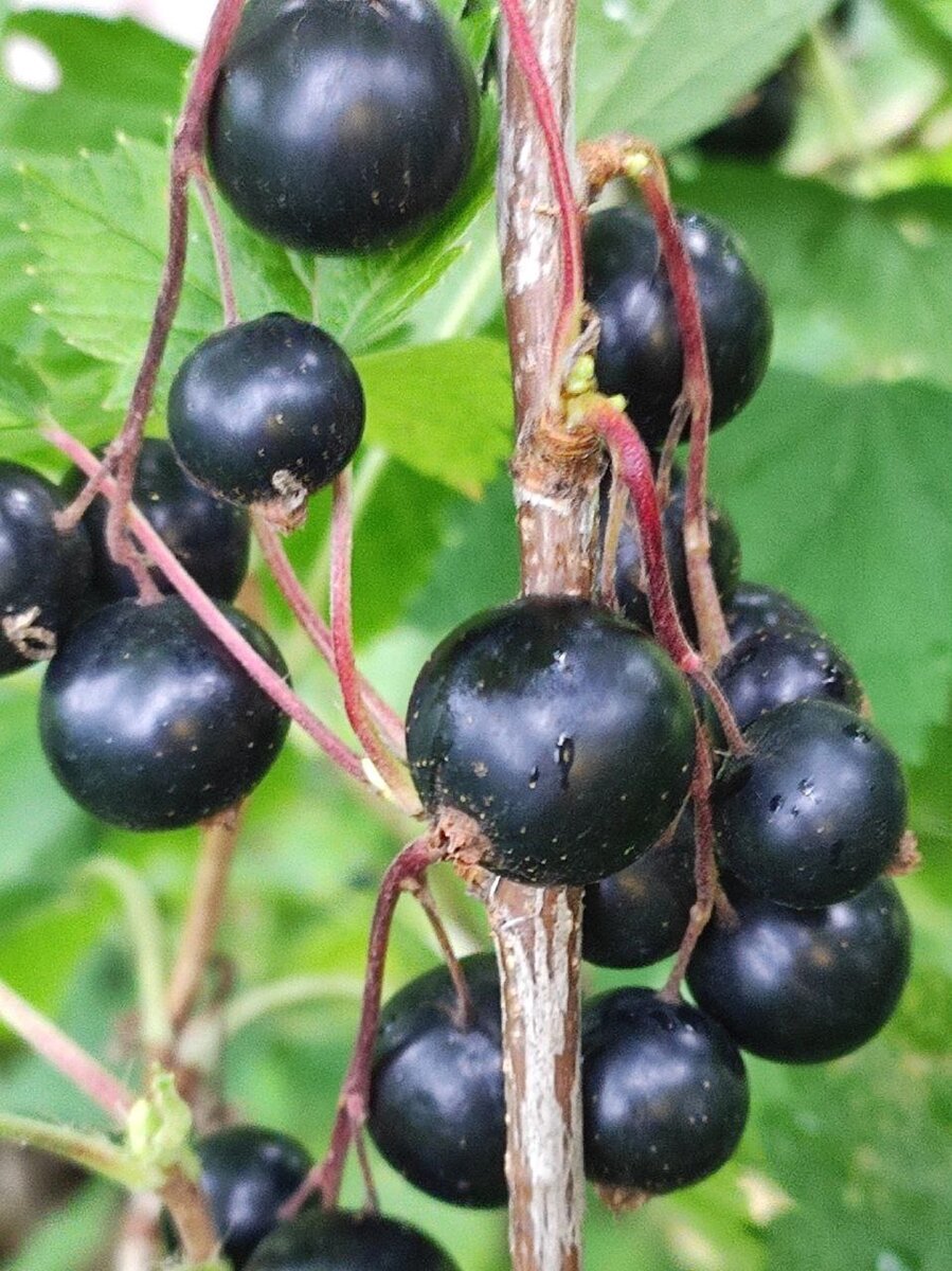 Черная смородина