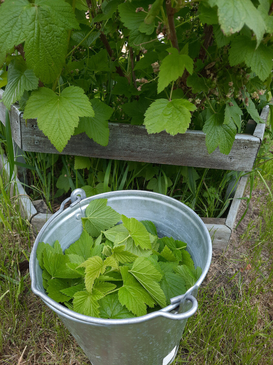 Молодые листья черной смородины - отличное сырье для домашнего чая