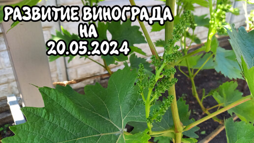 Развитие винограда на 20.05.2024 - Донбасс 🇷🇺