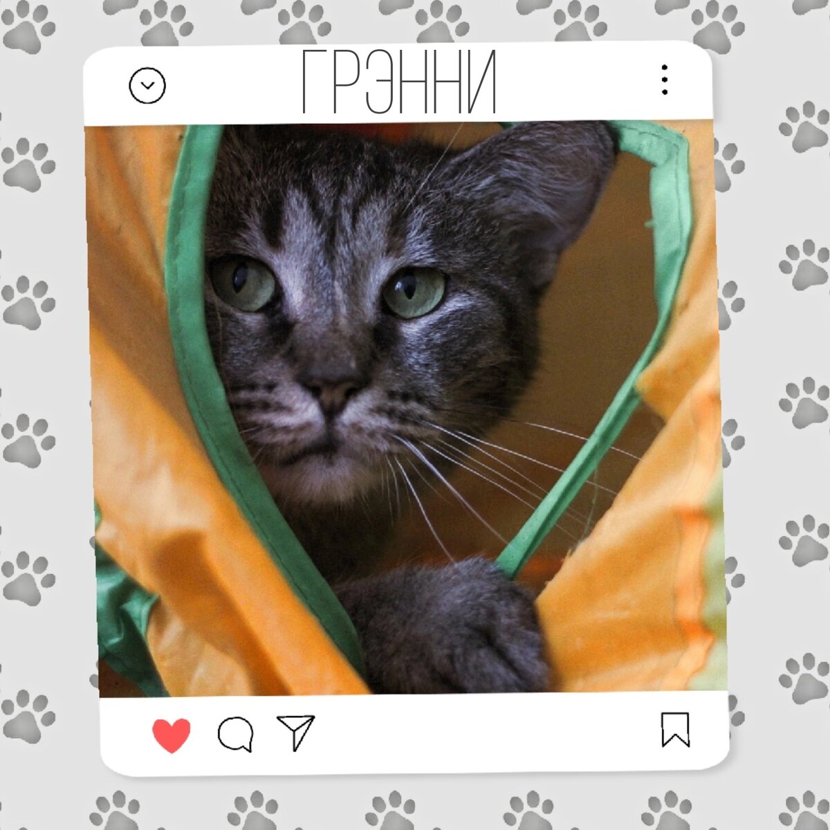 Кошка Грэнни ищет дом 🐈✨️ | Приют для кошек 