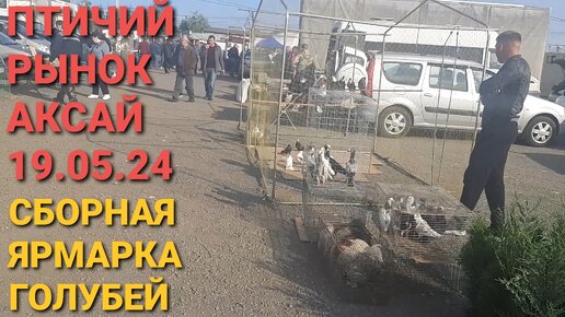 Птичий рынок в Аксае 19.05.24. Сборная ярмарка голубей. Николаевские голуби.