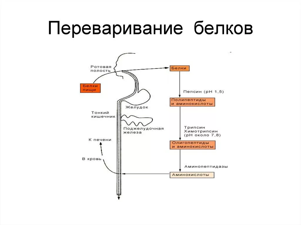Введение чужеродного белка. Схема процесса переваривания белков в ЖКТ.. Переваривание белков биохимия схема. Схема переваривания белков в желудочно кишечном тракте. Расщепление белка схема