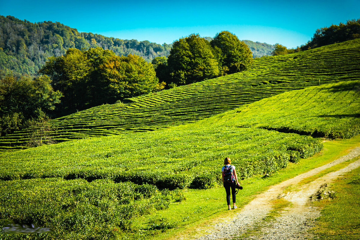 Чайные плантации - рай для фотографа