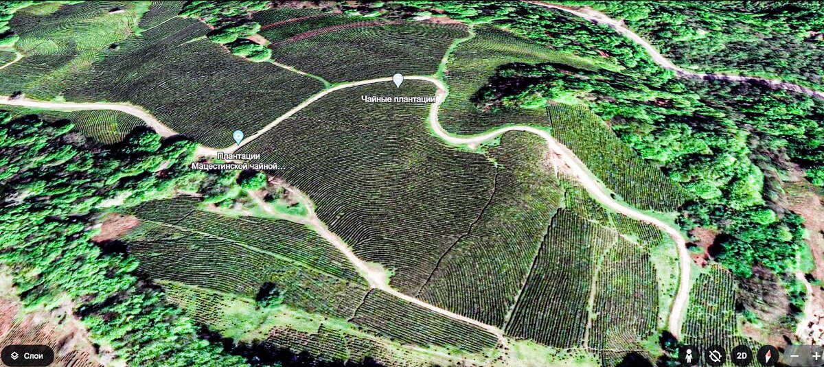 Вид на чайные плантации с воздуха