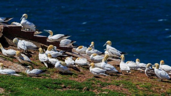    Фото: darwinmuseum.ru