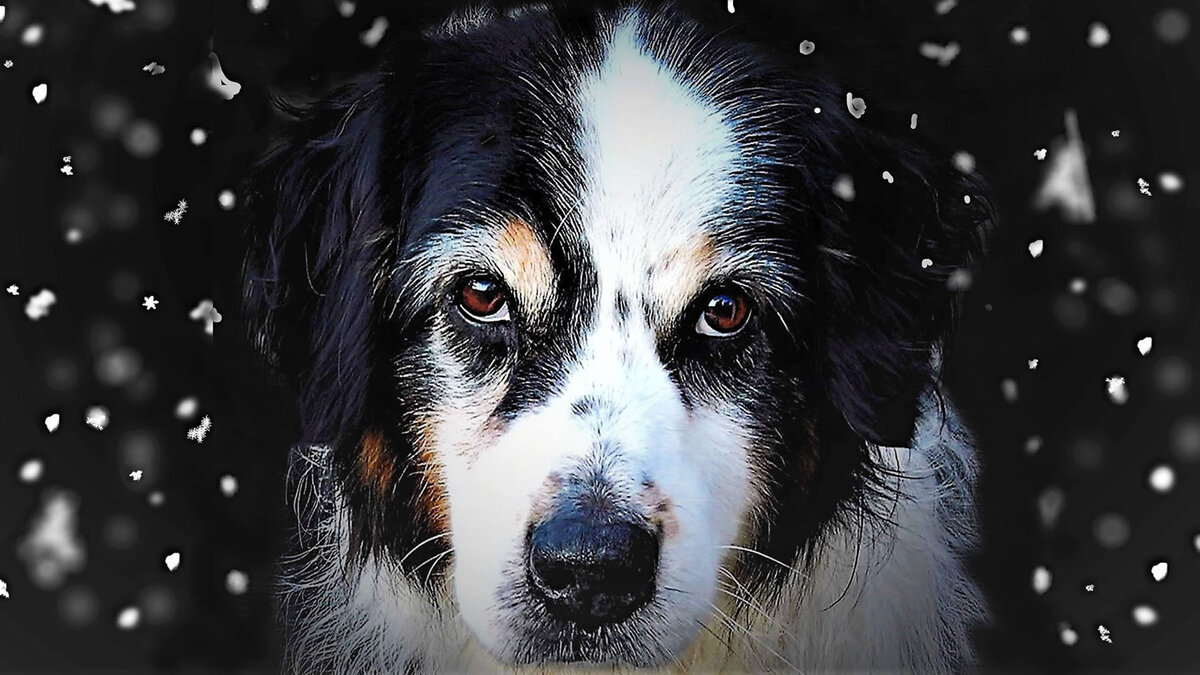 Кастрированные и стерилизованные собаки раньше стареют, быстрее набирают вес и глупеют с возрастом. Фото Monika Schröder/Pixabay