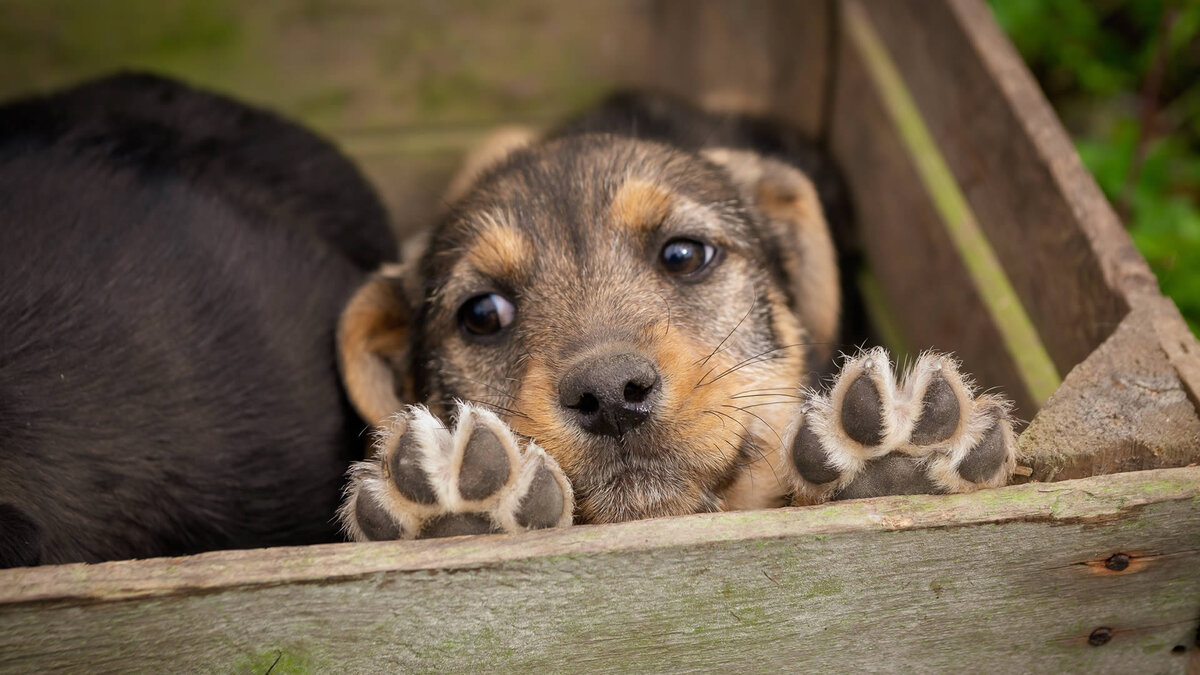 Никто не спорит, что стерилизация может быть эффективным средством контроля численности бездомных собак. Но при чем здесь домашние? Фото Audrius Vizbaras/Pixabay