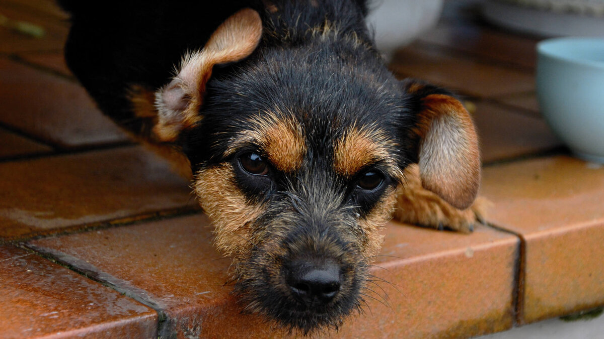«Не хочу заморачиваться с плясками вокруг течки» - один из самых распространенных мотивов стерилизации. А если еще и убежит? Фото congerdesign/Pixabay