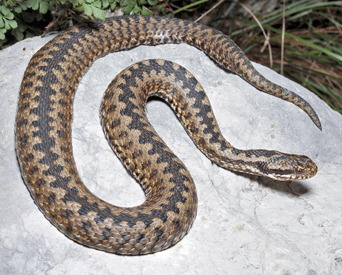 🐍 Если уж «повезло» встретиться со змеей, ведите себя правильно, чтобы  выжить | Туризм и путешествия - Travel247 | Дзен