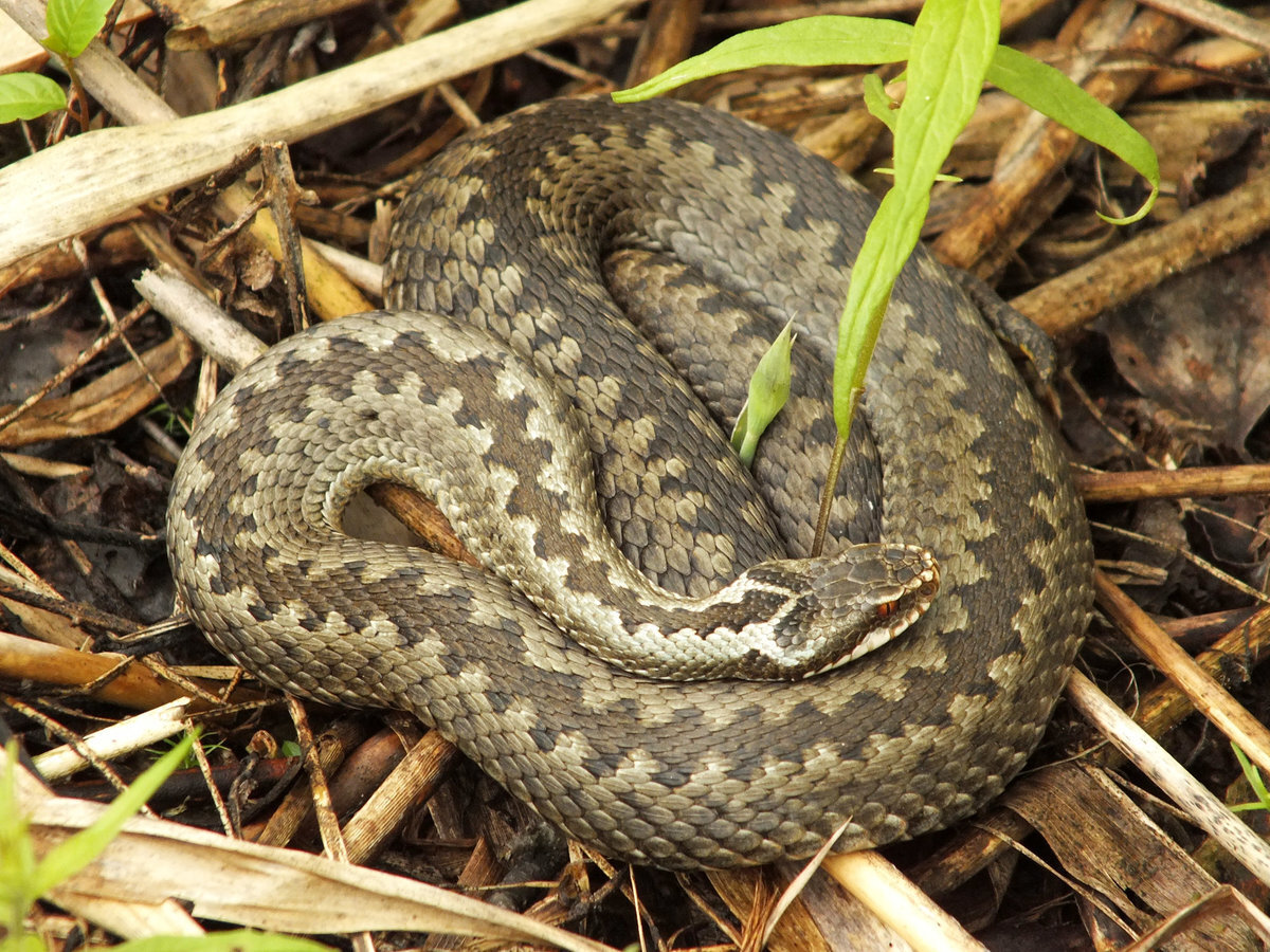 🐍 Если уж «повезло» встретиться со змеей, ведите себя правильно, чтобы  выжить | Туризм и путешествия - Travel247 | Дзен