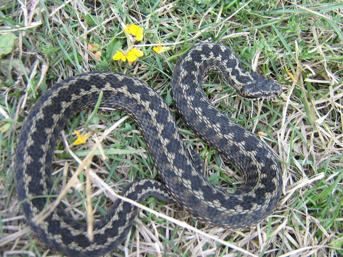 🐍 Если уж «повезло» встретиться со змеей, ведите себя правильно, чтобы  выжить | Туризм и путешествия - Travel247 | Дзен