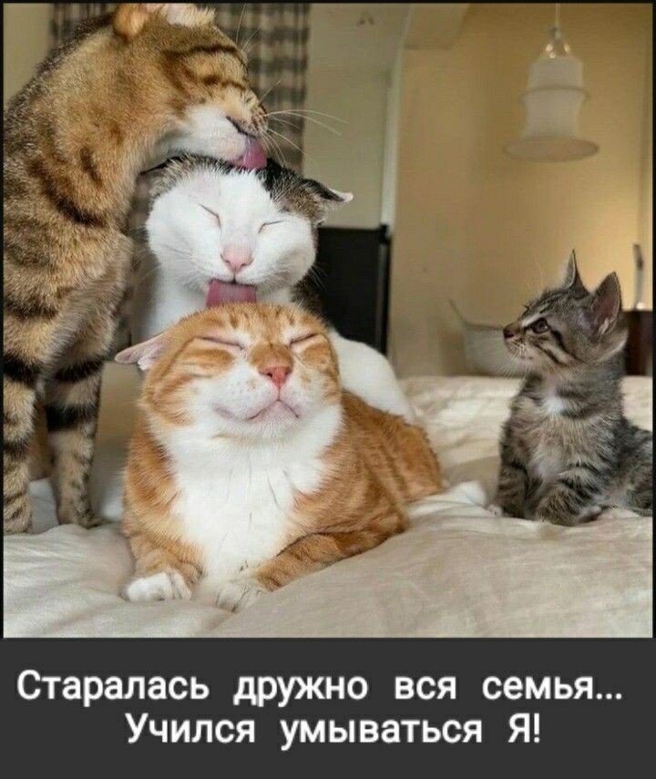  ,       ,    .   , , , ,    ,    .-19