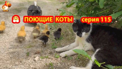 Крутые коты у птичьего двора выпуск 115 🐈🐈‍⬛😹 Прогулки постоянно ❣️ Природа Абхазии и красивое подворье с птицами и животными 😂