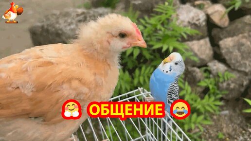 Цыплята и волнистый попугайчик 🦜🐤🐥🐤 Пообщались ❣️🤗😂