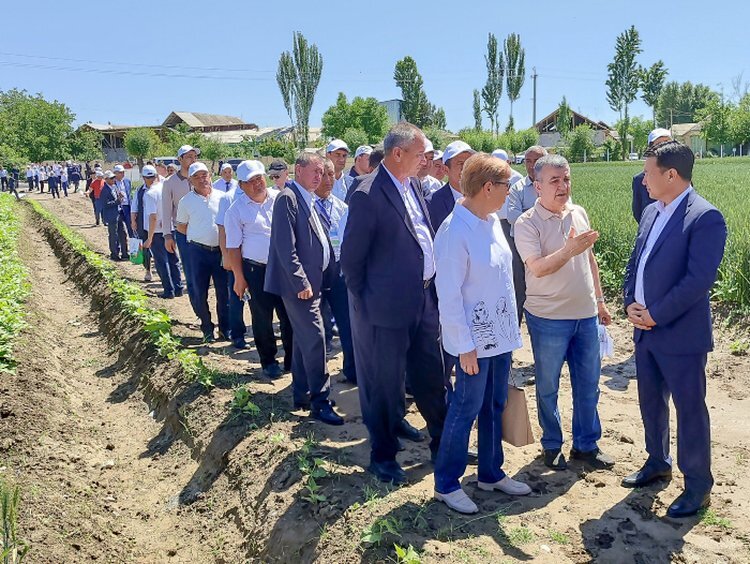    99,9 % посевной площади Андижанской области занимают сорта краснодарской селекции