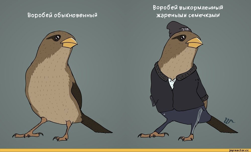 Воробьи | Cat_Cat | Дзен