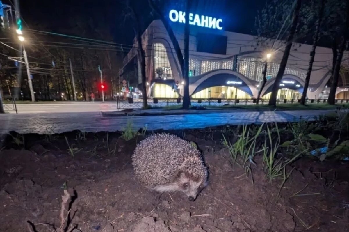 Нижегородцы стали замечать в городе ежиков | АиФ – Нижний Новгород | Дзен