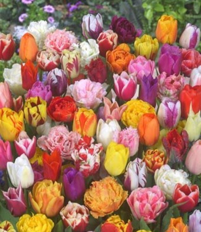 Фото Tulip Store 