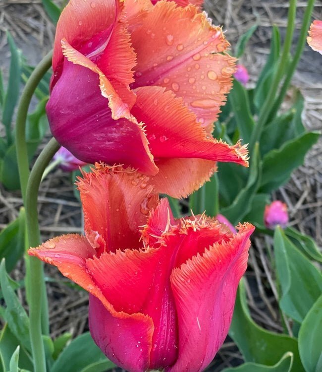 Фото Tulip Store