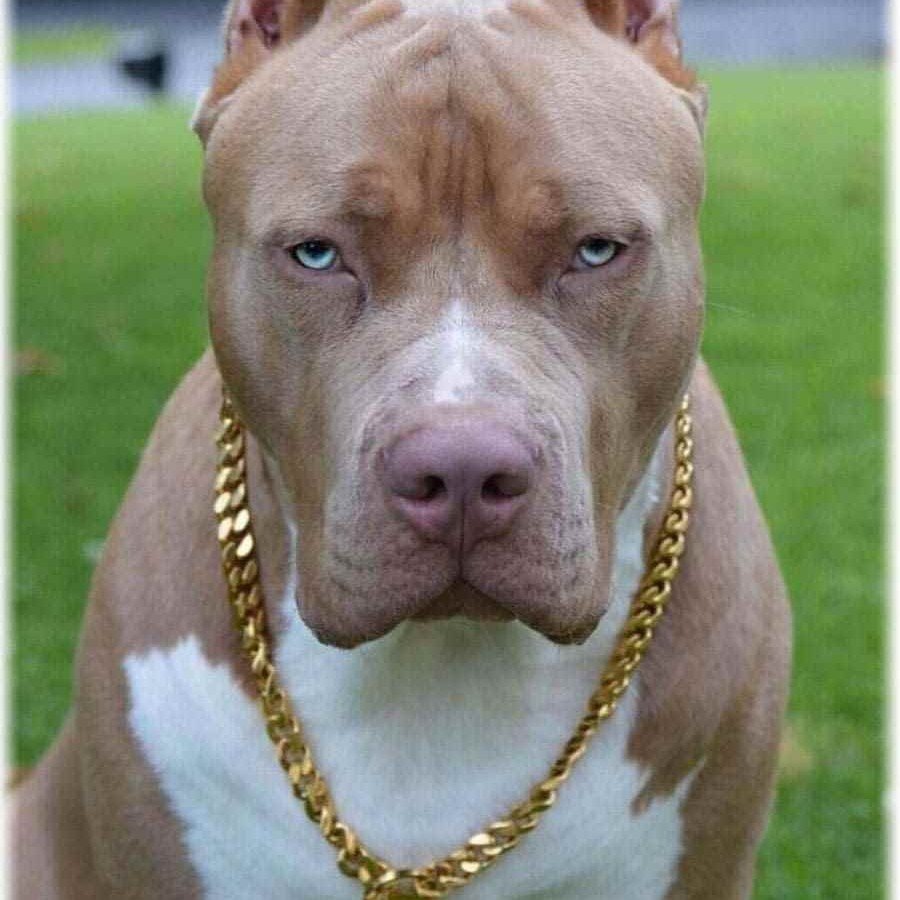 Собака похожа на вот такую. В таких породах не сильно разбираюсь, но похожа. Источник фото: funnyart.club