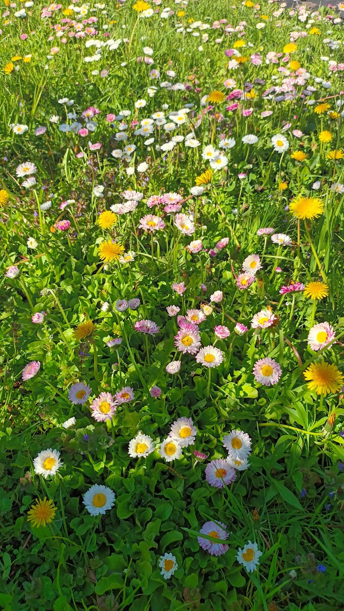 Мои маргаритки.