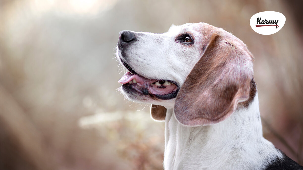 Авторское изображение с использованием картинки с фотостока adobe stock 