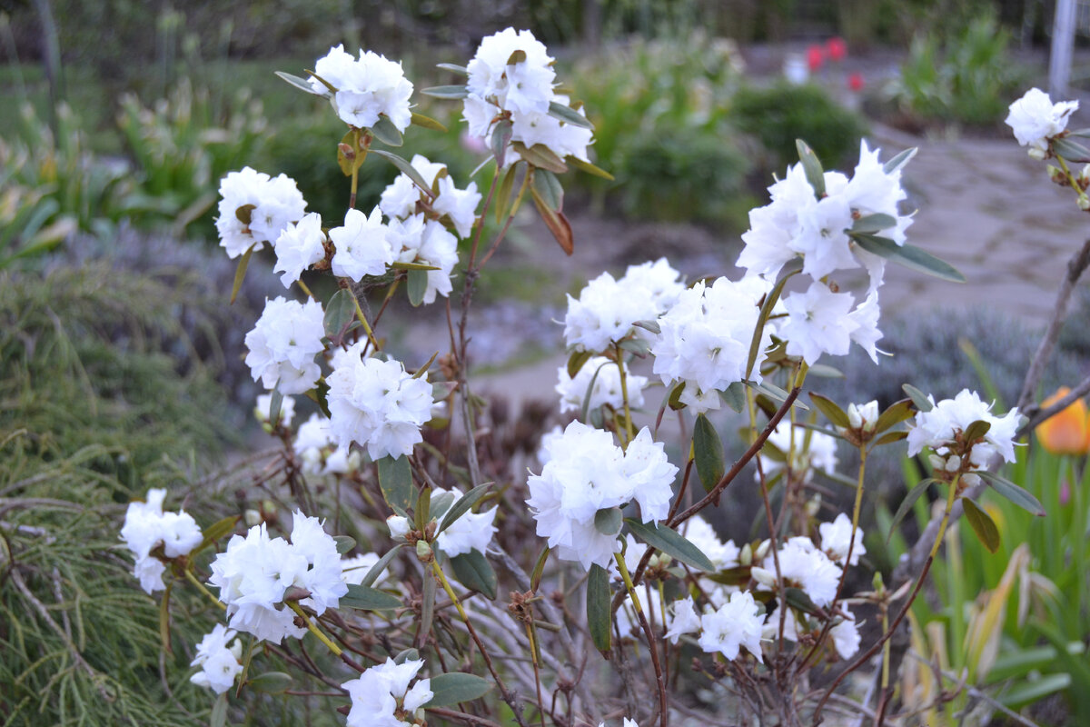 фото автора (Rhododendron dauricum April Snow)