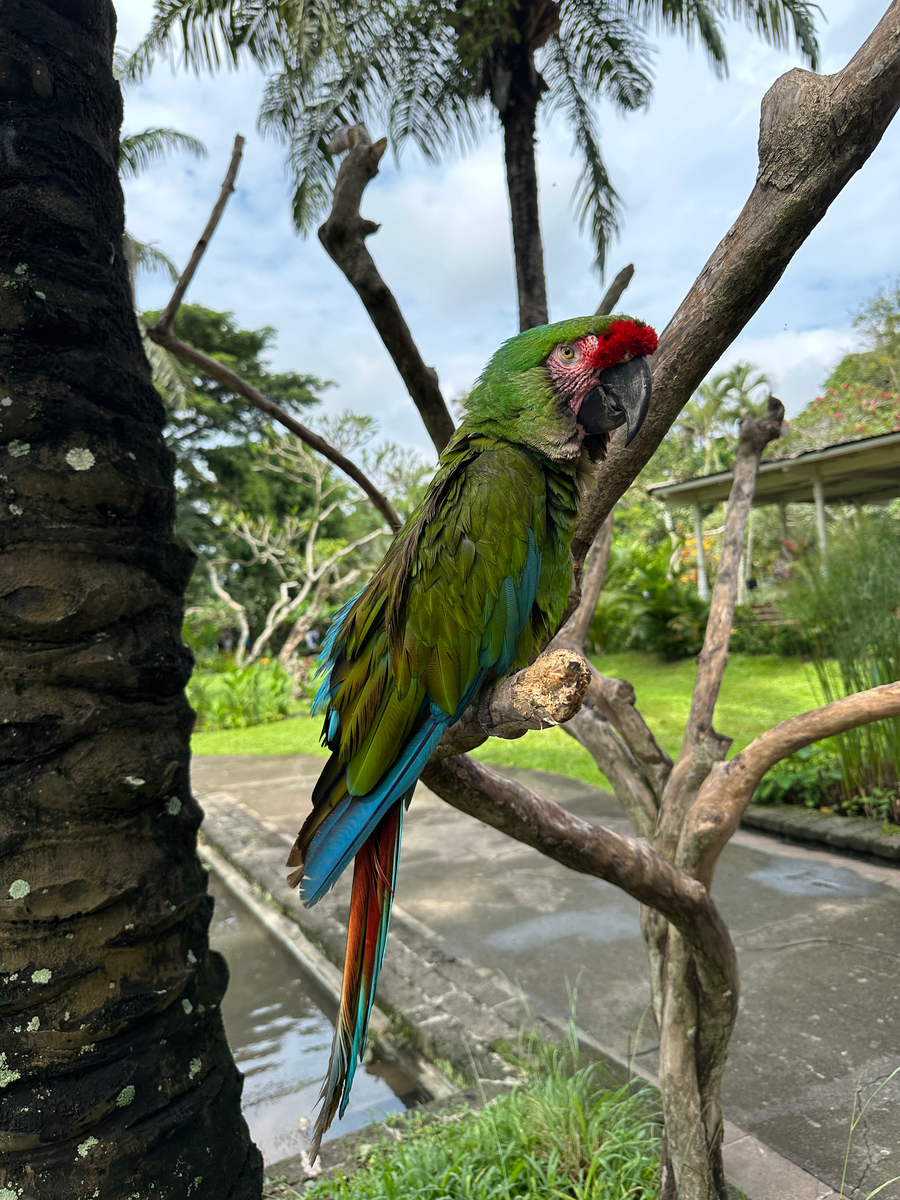 Bali Bird Park