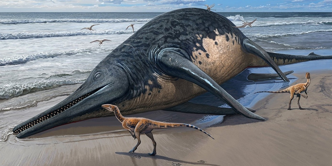 Ихтиозавр триаса достигал размеров кита